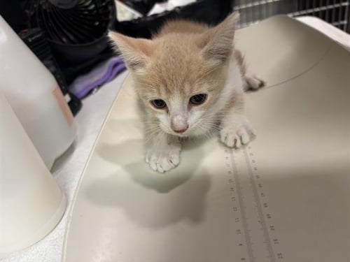 KELP - Domestic Short Hair available for adoption