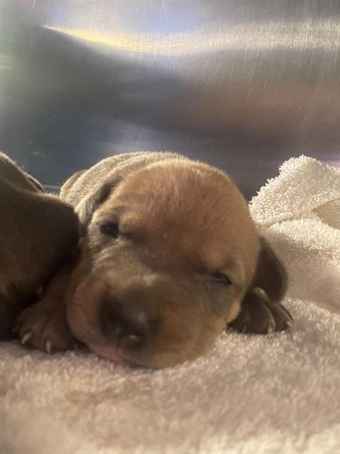 MEATBALL - American Staffordshire Terrier available for adoption