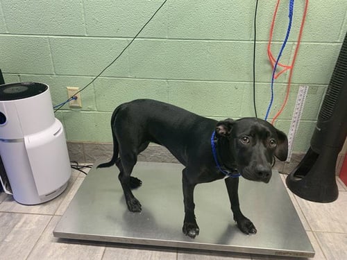 SASSAFRAS - American Staffordshire Terrier available for adoption