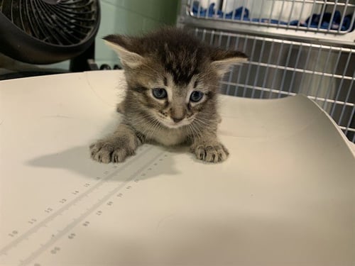 STAR - Domestic Short Hair for adoption in Arlington