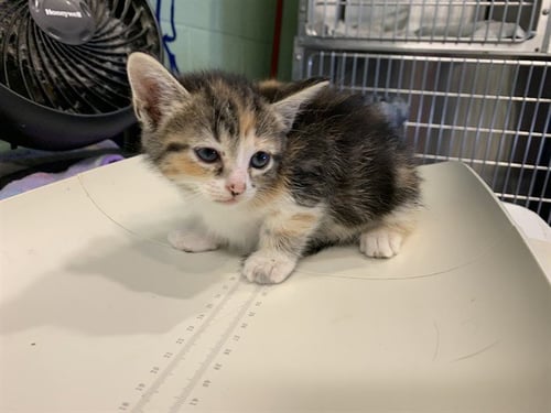 YARA - Domestic Short Hair available for adoption