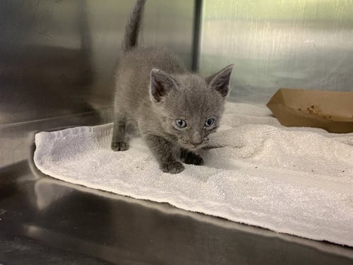 DOMINO - Domestic Short Hair available for adoption