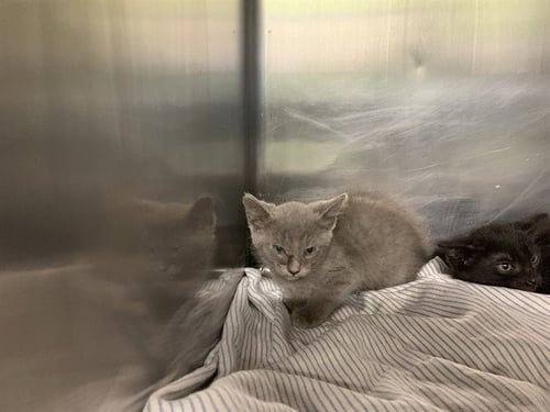 SILVER - Domestic Short Hair available for adoption