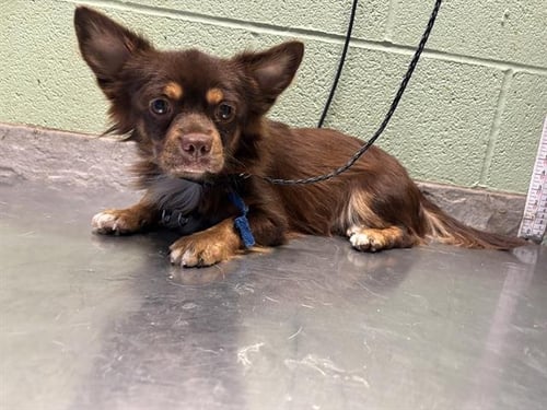PERRY - Chihuahua available for adoption