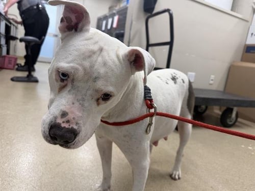 ISIS - American Staffordshire Terrier available for adoption