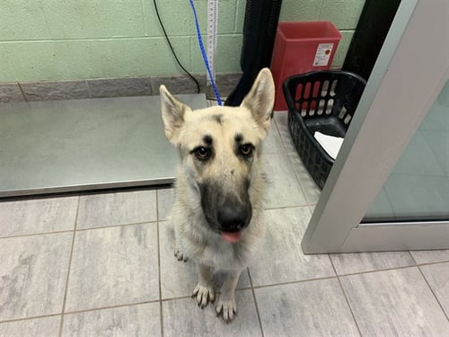 LOLA - German Shepherd Dog available for adoption