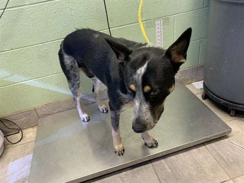 DUNDEE - Australian Cattle Dog/Blue Heeler available for adoption