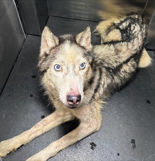 SUZY SLIM - Siberian Husky available for adoption