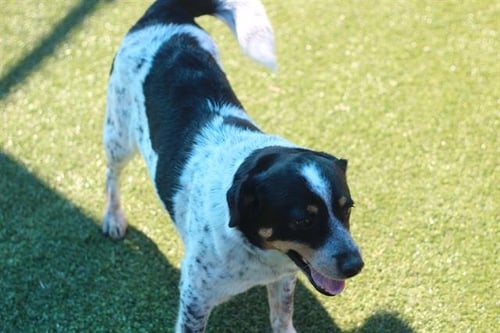 EUNICE - Australian Cattle Dog/Blue Heeler available for adoption