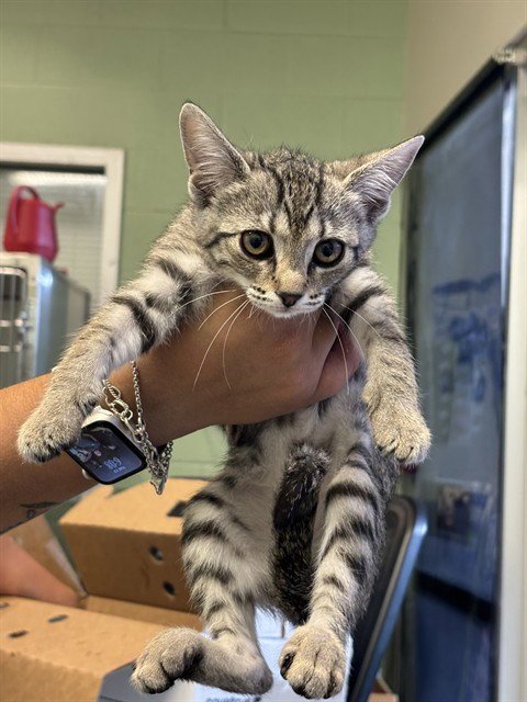 BELLE - Domestic Short Hair available for adoption