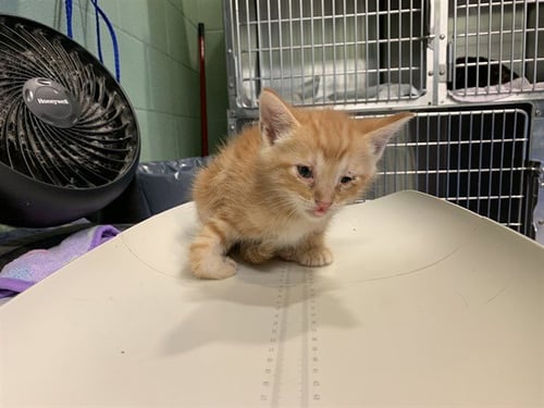 TOFU - Domestic Short Hair available for adoption
