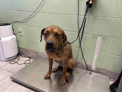 STELLA - American Staffordshire Terrier available for adoption