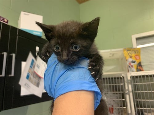 RUFFLES - Domestic Short Hair available for adoption