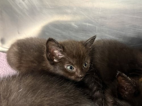 BROWN - Domestic Short Hair available for adoption