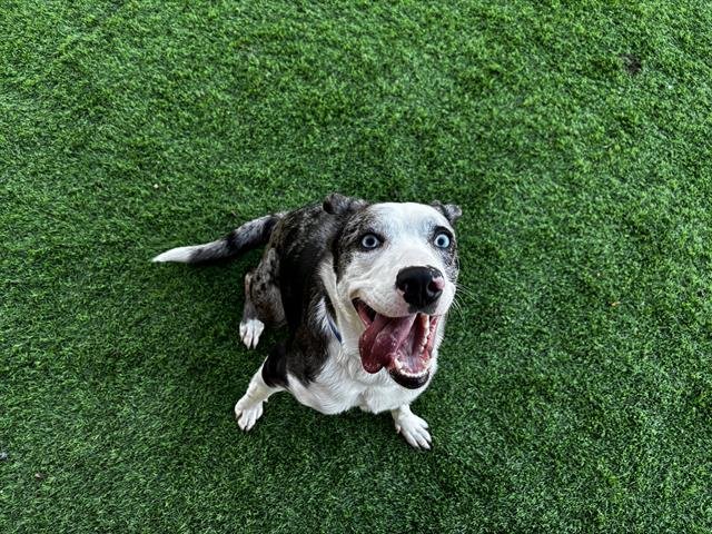 DOVE - Catahoula Leopard Dog available for adoption