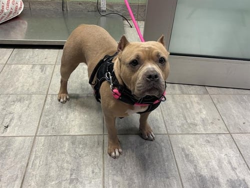 LADY DEW DROP - American Staffordshire Terrier available for adoption