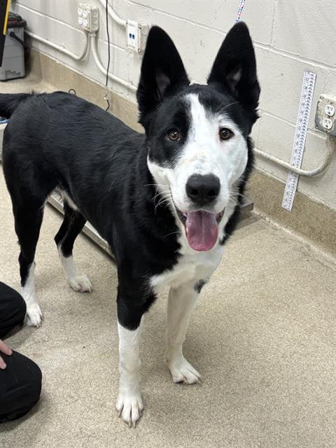 EDDIE - Siberian Husky / Border Collie available for adoption