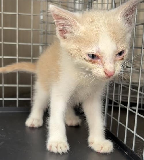 LEMON - Domestic Short Hair available for adoption