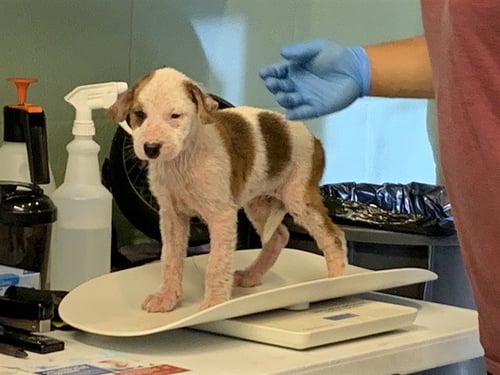 MINEY - American Staffordshire Terrier available for adoption