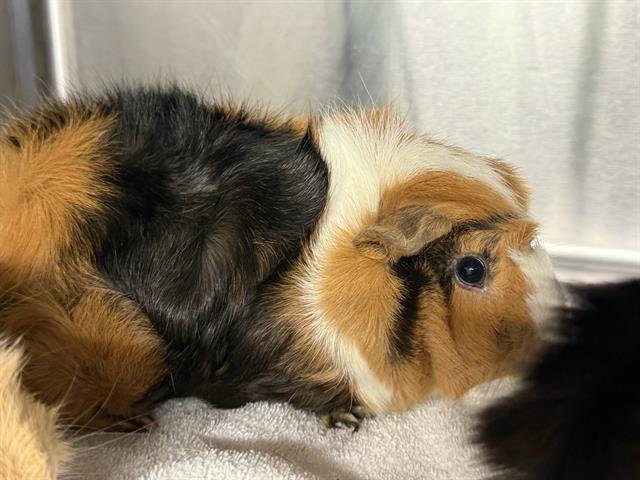 ZOE Image