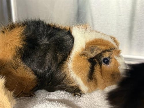 ZOE - Guinea Pig available for adoption