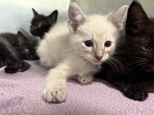 OLIVE - Siamese available for adoption