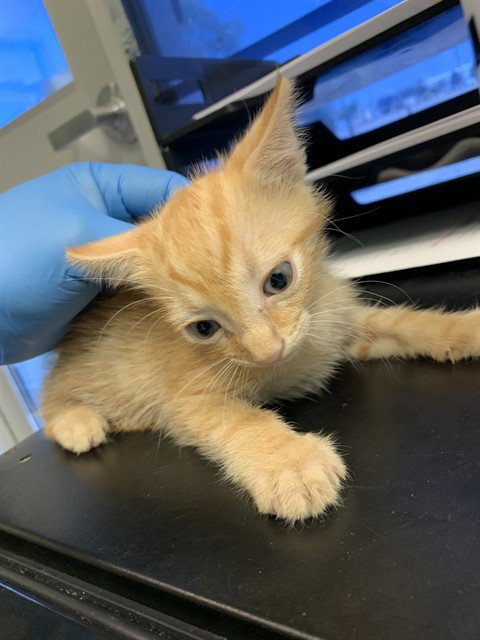 A233923 - Domestic Short Hair available for adoption