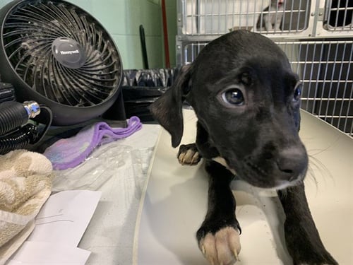 ETHEL - American Staffordshire Terrier available for adoption
