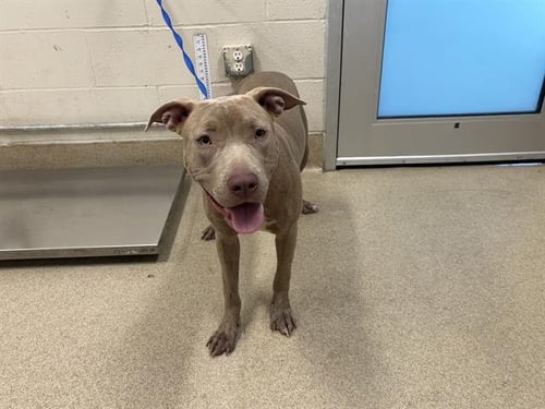 SISSY - American Staffordshire Terrier available for adoption