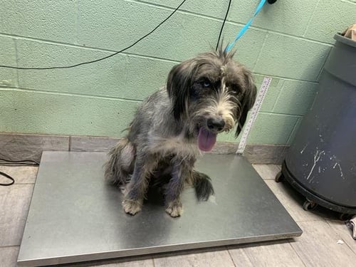 CHISPITA - Shetland Sheepdog Sheltie available for adoption