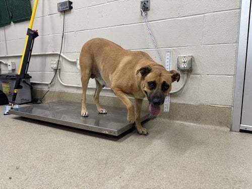 BERTHA - American Staffordshire Terrier available for adoption