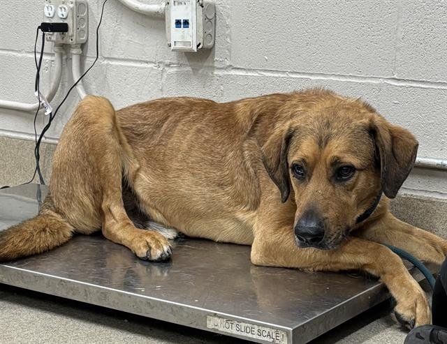 CRASH - German Shepherd Dog available for adoption