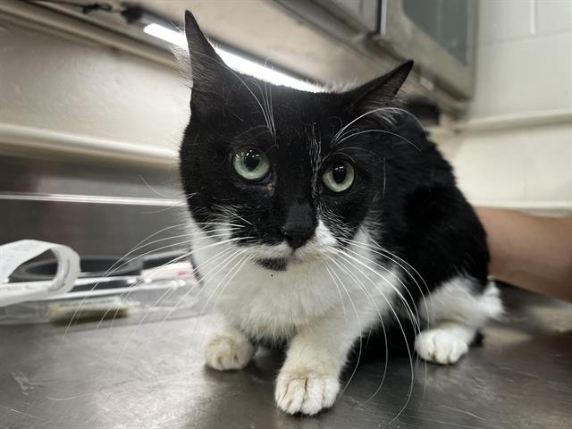 DAISY - Domestic Short Hair available for adoption