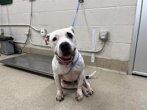 A233836 - American Staffordshire Terrier available for adoption