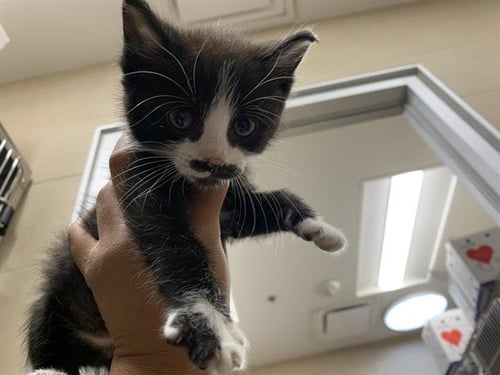 WIC - Domestic Short Hair available for adoption