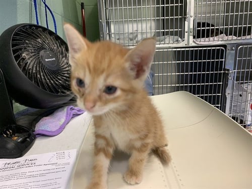 CARMEL - Domestic Short Hair available for adoption