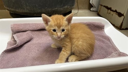 FAKIR - Domestic Short Hair for adoption in Grand Prairie