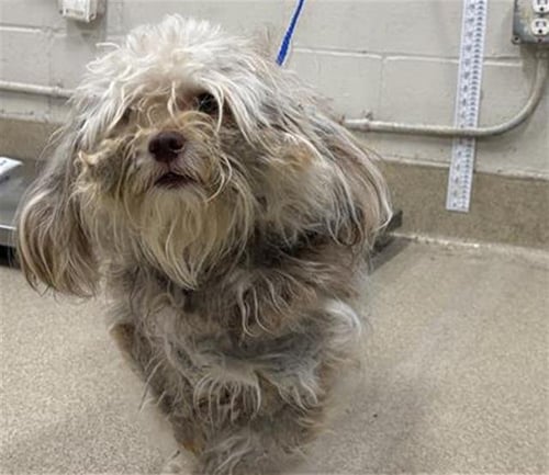 RUGRAT - Maltese available for adoption