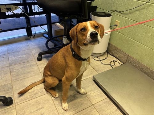 JEFE - American Staffordshire Terrier available for adoption