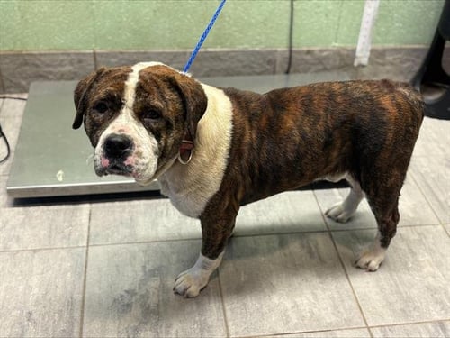 BRONCO - American Bulldog available for adoption