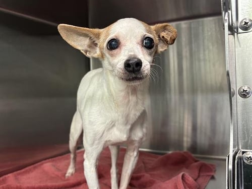 CHIQUITA - Jack Russell Terrier (Parson Russell Terrier) available for adoption