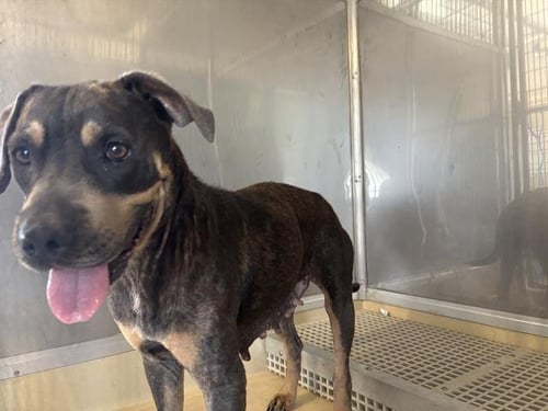 TIA - American Staffordshire Terrier available for adoption