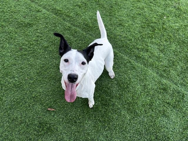 ZIGGY - Dalmatian available for adoption