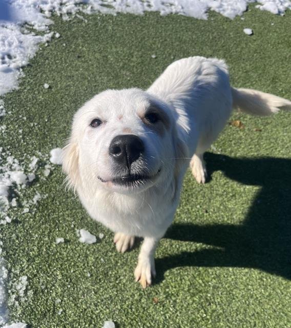 MELLOW - Australian Shepherd available for adoption