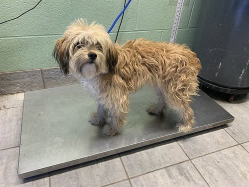JETT 2 DELAYED - Lhasa Apso available for adoption