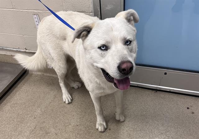 PEETA - Siberian Husky available for adoption