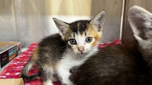 GEMMA - Domestic Short Hair available for adoption
