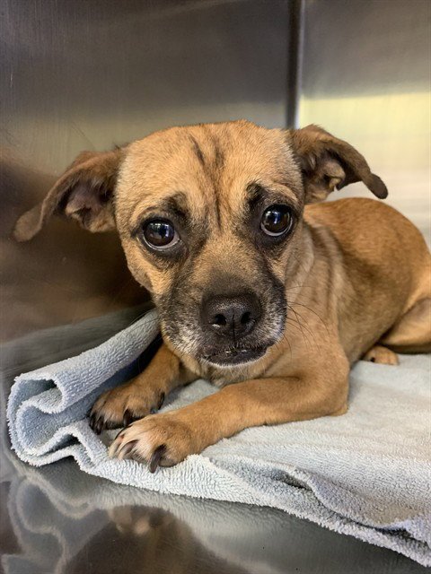 BRITANNIA - Chihuahua / Pug available for adoption