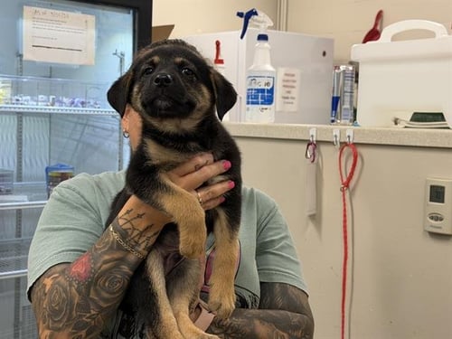 CLOVE - German Shepherd Dog available for adoption