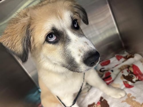 EEVEE - Great Pyrenees available for adoption